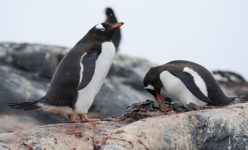 Pinguïns staan samen op de rotsen