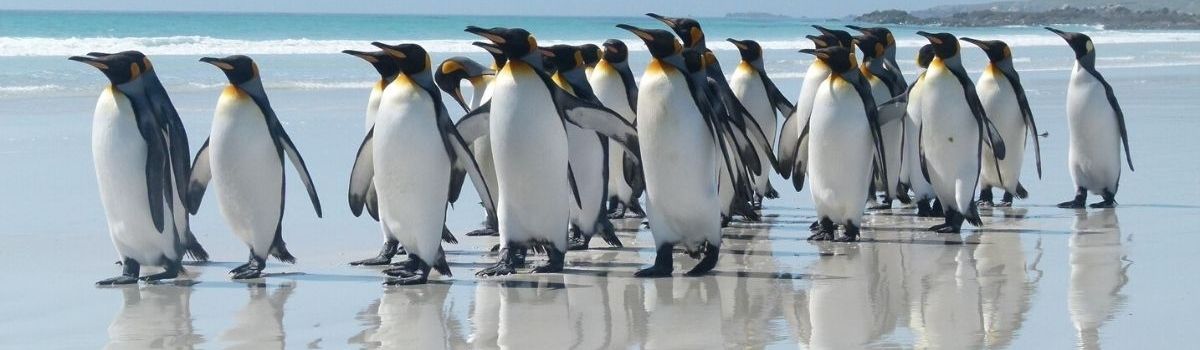 pinguïns bewonderen met wereldcruises