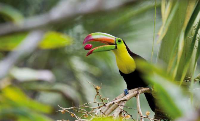 Een vogel vangt een bes